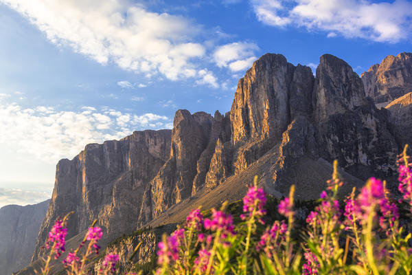 Summer flowering with Sella group in the background. Gardena Pass, Gardena Valley, Dolomites, South Tyrol, Italy, Europe.