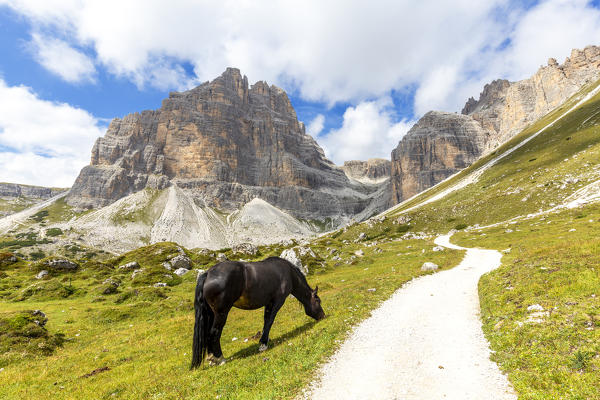 Horse is eating grass at the border of a path. Dolomites of Sesto / Sexten, Province of Belluno, Veneto, Italy,  Europe.