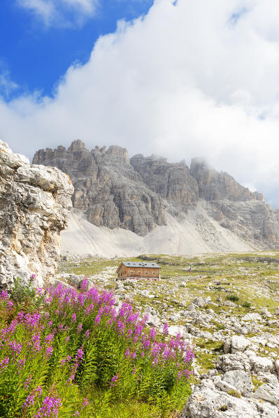 Flowering of Epilobio at Lavaredo Refuge. Dolomites of Sesto / Sexten, Province of Belluno, Veneto, Italy,  Europe.