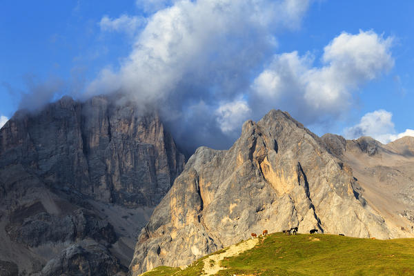 Herd of cows with the Marmolada in the background. San Nicolò Pass, Fassa Valley, Trentino, Dolomites, Italy, Europe.