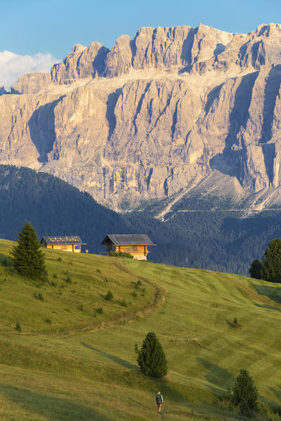 Hiker walks in the pasture with Sella Group in the background. Gardena Valley, South Tyrol, Dolomites, Italy, Europe.