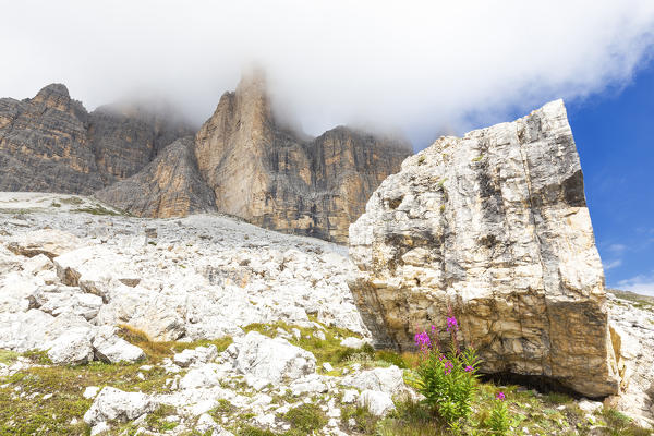 Flowers and rock at the base of Three Peaks of Lavaredo. Dolomites of Sesto / Sexten, Province of Belluno, Veneto, Italy,  Europe.