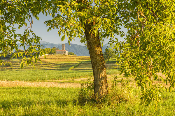 A tree frame the San Martino church, Garbagnate Monastero, Lecco province, Brianza, Lombardy, Italy, Europe