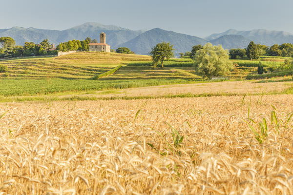 Wheat fields and San Martino church, Garbagnate Monastero, Lecco province, Brianza, Lombardy, Italy, Europe
