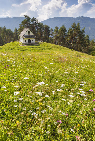 Summer flowers on meadows, San Sebastiano chapel, Tires, Bolzano province, South Tyrol, Trentino Alto Adige, Italy, Europe