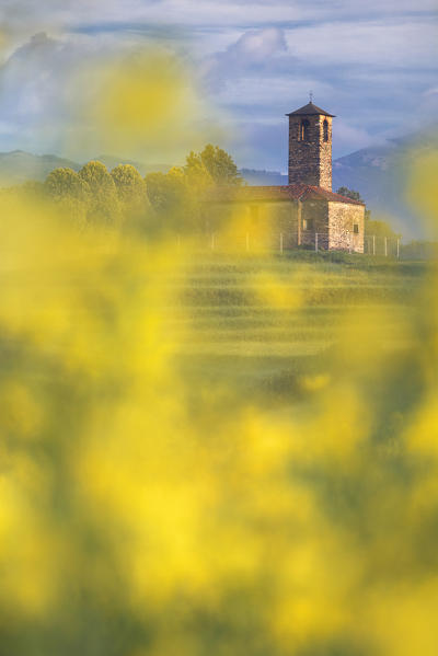 Rapeseed (Brassica Napus) frame the San Martino church, Garbagnate Monastero, Lecco province, Brianza, Lombardy, Italy, Europe