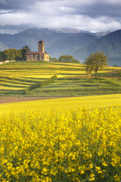 Rapeseed fields (Brassica Napus), San Martino church, Garbagnate Monastero, Lecco province, Brianza, Lombardy, Italy, Europe