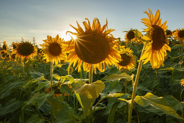 Sunset on Sunflowers field (Helianthus Annuus), Lurago Marinone, Como province, Lombardy, Italy, Europe
