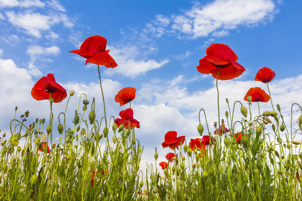 Poppies flowering on meadows, Lazzago, Brianza, Como province, Lombardy, Italy, Europe
