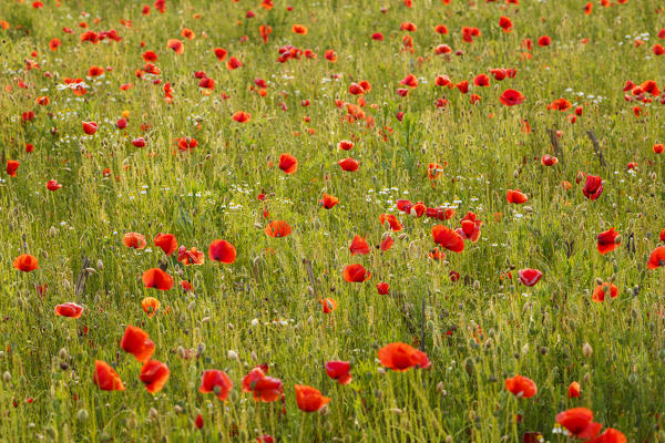 Poppies flowering on meadows, Lazzago, Brianza, Como province, Lombardy, Italy, Europe