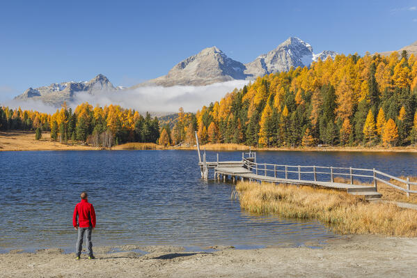 Hiker looks the colors of autumn on Lej da Staz (Lake of Staz). Celerina/Schlarigna, St Moritz, canton of Graubünden, Engadine, Switzerland, Europe (MR)