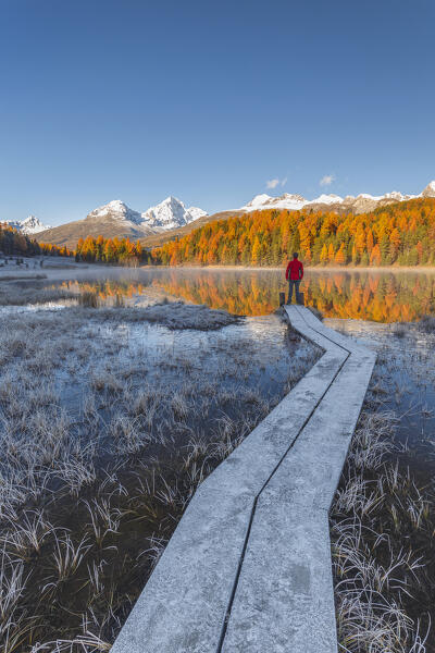 Hiker looks the colors of autumn in a frozen morning. 
Lej da Staz (Lake of Staz), Celerina/Schlarigna, St Moritz, canton of Graubünden, Engadine, Switzerland, Europe (MR)