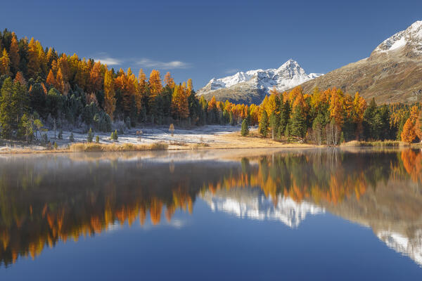 Autumn mirrors on Lej da Staz (Lake of Staz). Celerina/Schlarigna, St Moritz, canton of Graubünden, Engadine, Switzerland, Europe
