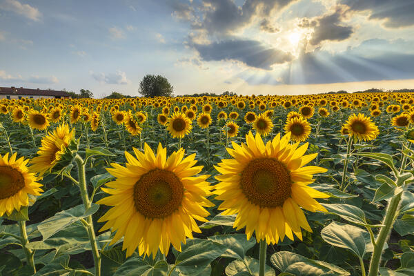 Sunflower field, Brenna, Brianza, Como province, Lombardy, Italy, Europe