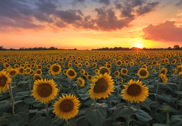 Sunset on sunflower field, Brenna, Brianza, Como province, Lombardy, Italy, Europe