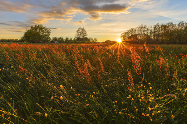 Sunset on the meadow with Buttercups (Ranunculus) and Sorrel (Rumex acetosa) flowers, Brianza, Como province, Lombardy, Italy, Europe