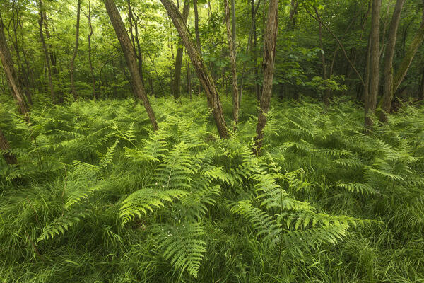 The wood in a summer time with Bracken (Pteridium) plants, Brianza, Como province, Lombardy, Italy, Europe