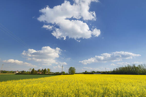 Flowering of Rapeseed fields (Brassica napus), Lurago Marinone, Como province, Lombardy, Italy, Europe