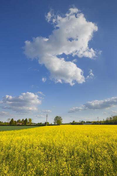 Flowering of Rapeseed fields (Brassica napus), Lurago Marinone, Como province, Lombardy, Italy, Europe