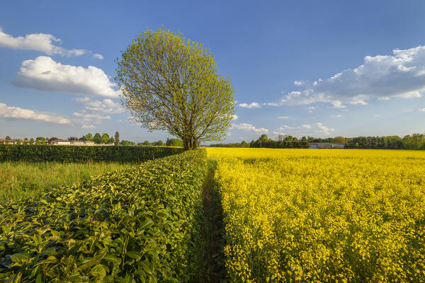 Flowering of Rapeseed fields (Brassica napus), Lurago Marinone, Como province, Lombardy, Italy, Europe