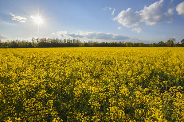 Flowering of Rapeseed fields (Brassica napus), Lurago Marinone, Como province, Lombardy, Italy, Europe