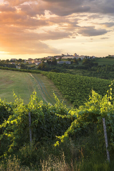 Sunrise on vineyards of the hills of Cupramontana village, Ancona province, Marche, Italy, Europe