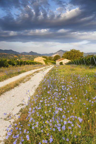 First light of morning on Piana dei Tramonti with bloom of Cichorium intybus (Common chicory), Cupramontana, Ancona province, Marche, Italy, Europe