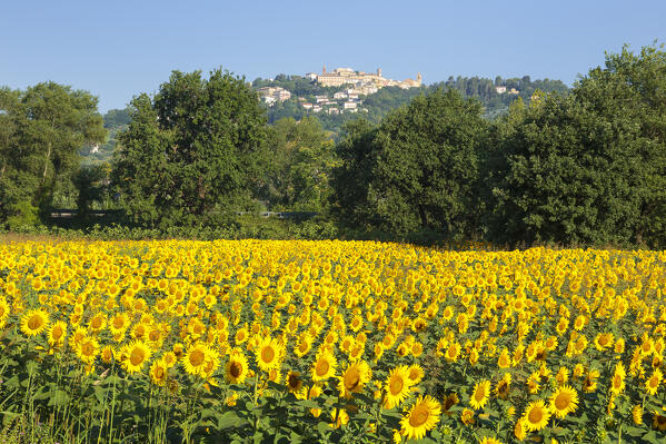 Sunflower field and Castelplanio village on the background, Maiolati Spontini, Ancona province, Marche, Italy, Europe