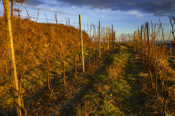 Vineyards, Montevecchia park, Curone valley, La Valletta Brianza, Rovagnate, Lecco province, Brianza, Lombardy, Italy, Europe
