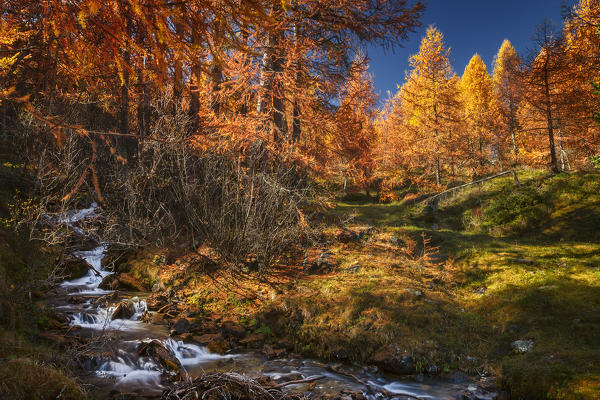 Woods of golden larches, Engadine, Canton of Graubunden, Switzerland, Europe