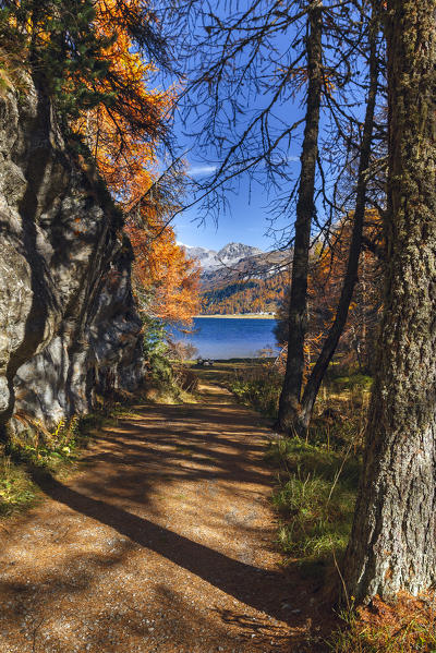 Woods of the Sils, Engadine, Canton of Graubunden, Switzerland, Europe