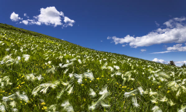 Blooming Narcissus (Narciso) flowers on the meadows, Lecco and Como province, Lombardy, Italy, Europe