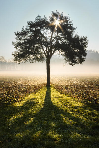 Shadow of a lonely tree at sunrise, Colverde, Como province, Lombardy, Italy, Europe