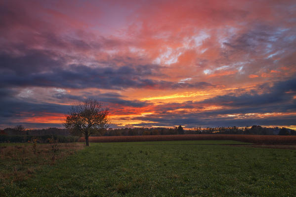 A lonely tree in a meadow at sunset, Como province, Lombardy, Italy, Europe