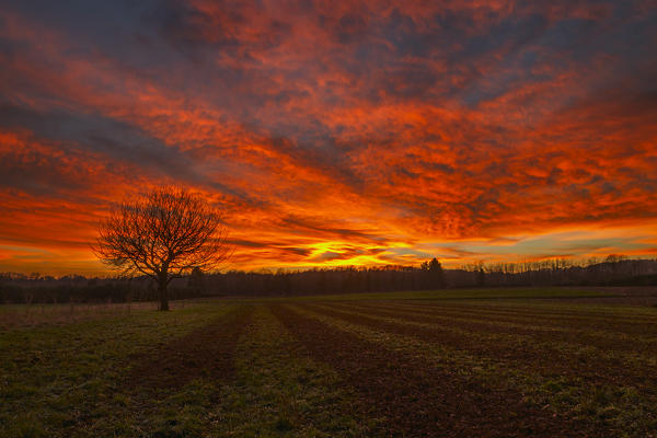 A lonely tree in a fire sunset, Como province, Lombardy, Italy, Europe