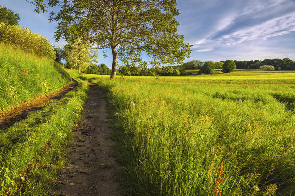 Sunrise on a track in the meadow, Como province, Lombardy, Italy, Europe