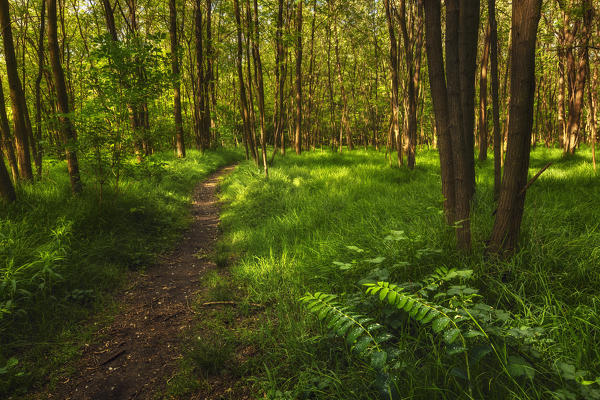 Path in the woods Como province, Lombardy, Italy, Europe
