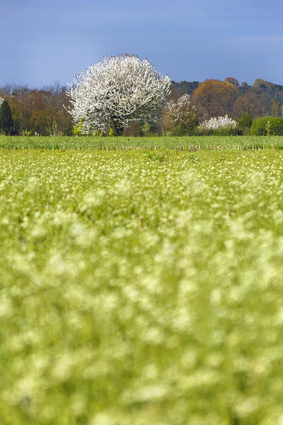 Spring in a campaign, Como province, Lombardy, Italy, Europe