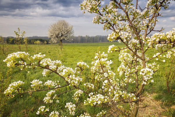 Cherry trees make natural frame in a spring, Como province, Lombardy, Italy, Europe