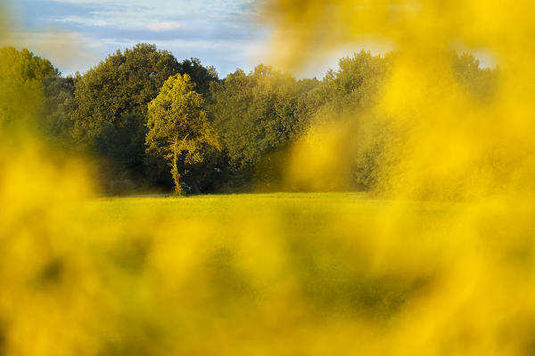Yellow flowers frame a lonely tree at sunrise, Colverde, Como province, Lombardy, Italy, Europe