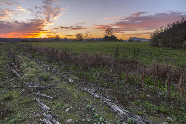 Sunset on the cornfield in winter, Como province, Lombardy, Italy, Europe
