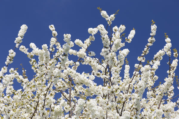 Detail of a cherry tree in spring, Como province, Lombardy, Italy, Europe