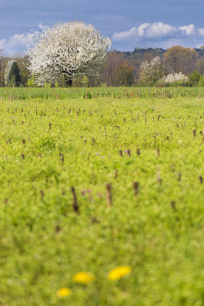 Spring in a campaign, Como province, Lombardy, Italy, Europe