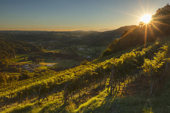 Sunset on the vineyards that produce Merlot wine, Pedrinate,  Mendrisio district, Canton of Ticino, Switzerland, Europe