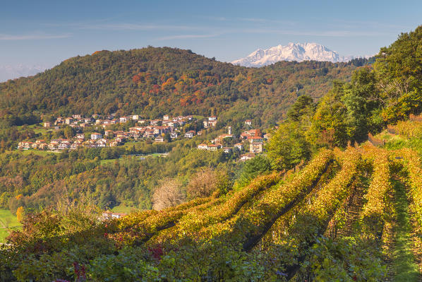Autumn on the vineyards that produce Merlot wine (Pedrinate,  Mendrisio district, Canton of Ticino, Switzerland), Ronago (Como province, Lombardy, Italy), Rosa mount on the background, Europe