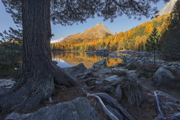 A tree framed Corn from Murasciola mount in autumn time, lake Saoseo, Poschiavo, val di Campo, Canton of Graubunden, Switzerland, Europe