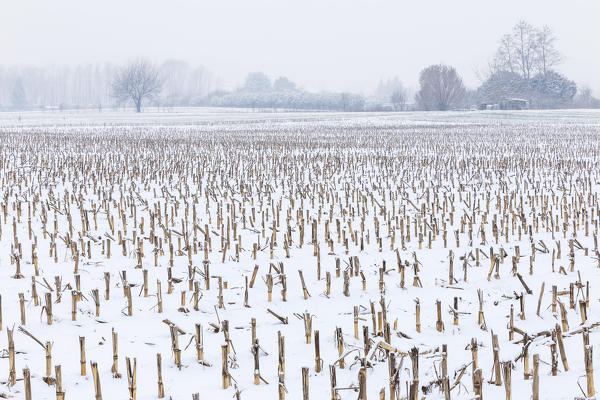 Fields of maize after a rare snowfall, Como province, Lombardy, Italy, Europe