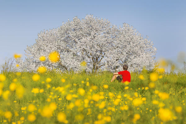 Man sitting on a meadow to look the biggest cherry tree in Italy in a spring time, surrounded by Buttercups flowers (Ranunculus). Vergo Zoccorino, Besana in Brianza, Monza and Brianza province, Lombardy, Italy, Europe (MR)