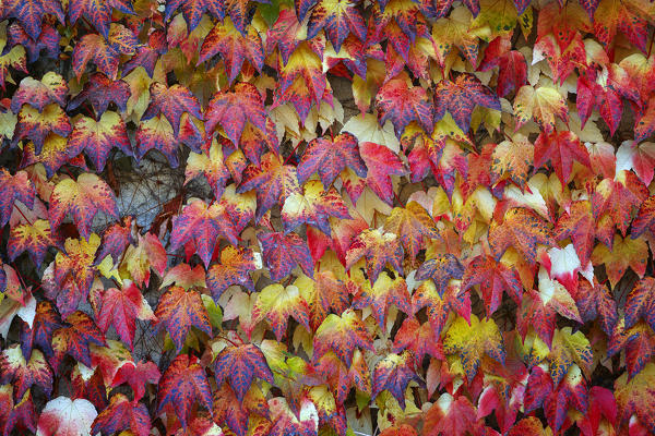 Autumn ivy, Compiano, Taro valley, Parma province, Emilia Romagna, Italy, Europe