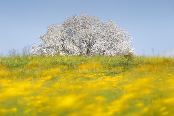 Buttercups flowers (Ranunculus) in a windy day frame the biggest cherry tree in Italy in a spring time, Vergo Zoccorino, Besana in Brianza, Monza and Brianza province, Lombardy, Italy, Europe